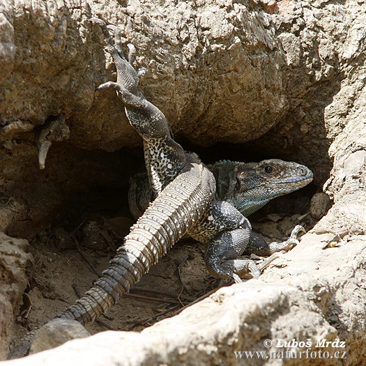 Ctenosaura similis