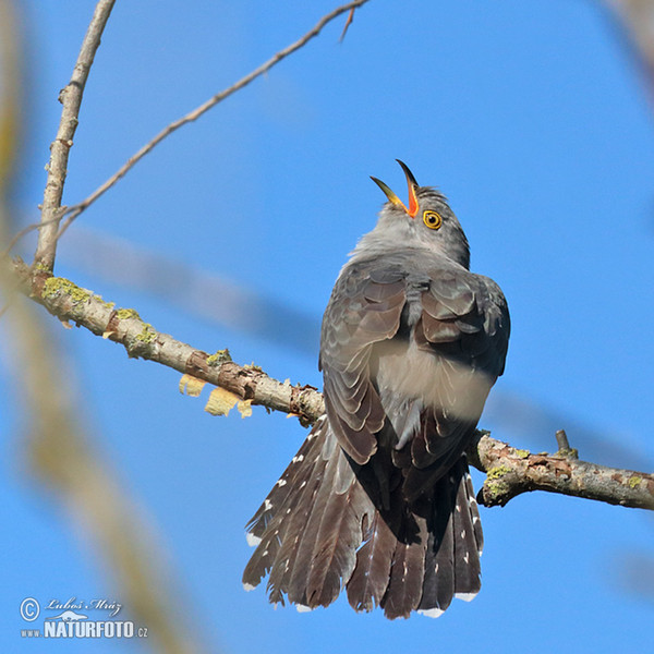 Cuckoo (Cuculus canorus)