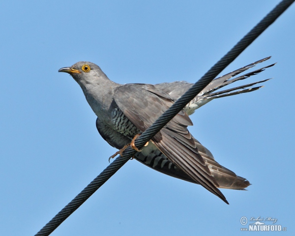 Cuckoo (Cuculus canorus)