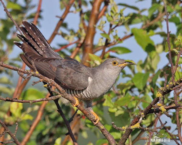 Cuckoo (Cuculus canorus)