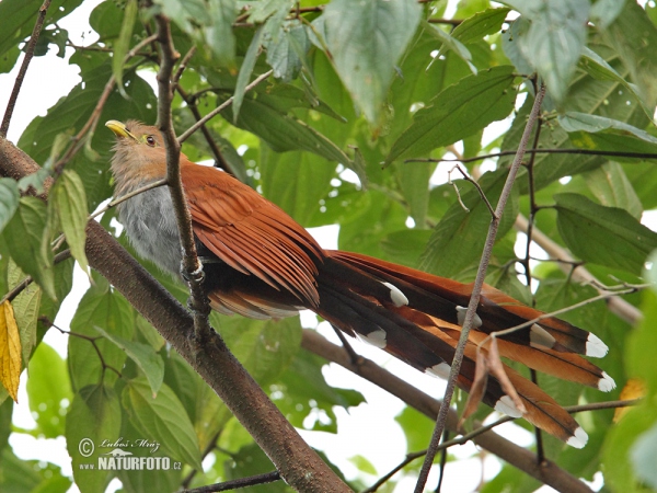 Cuco ardilla