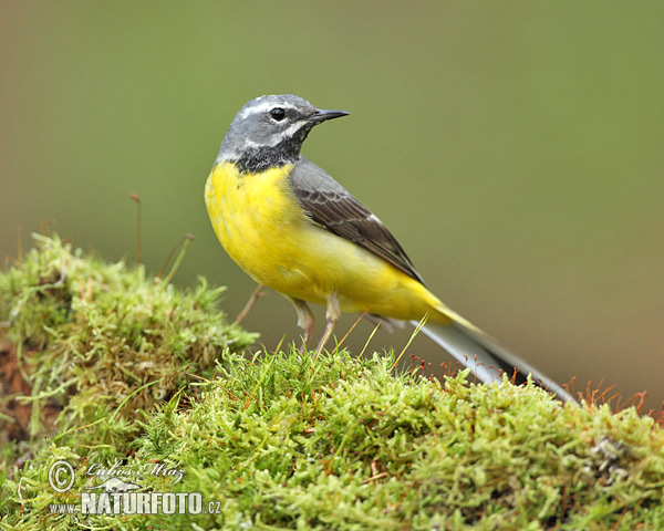 Cuereta torrentera