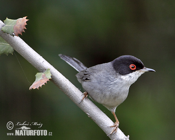 Curruca cabecinegra