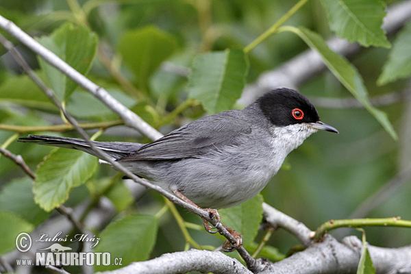 Curruca cabecinegra