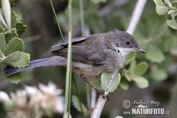 Curruca cabecinegra