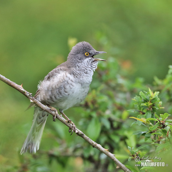 Curruca gavilana