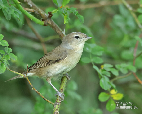 Curruca mosquitera