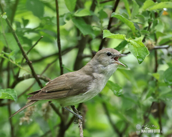 Curruca mosquitera