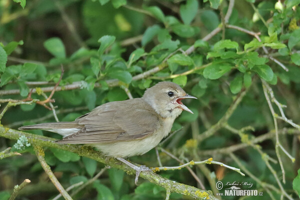 Curruca mosquitera