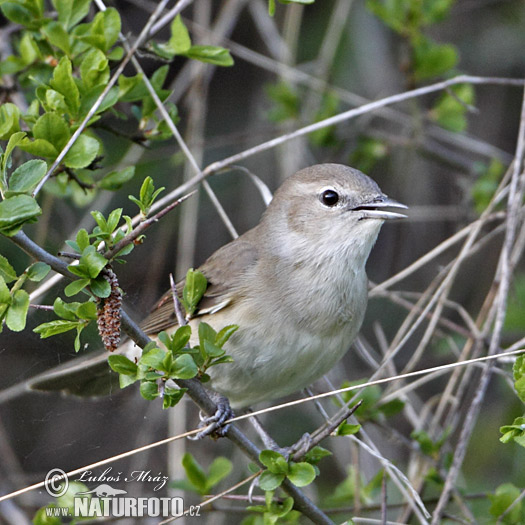 Curruca mosquitera