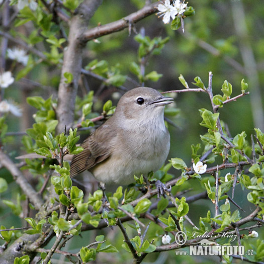 Curruca mosquitera