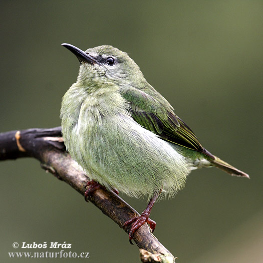 Cyanerpes cyaneus