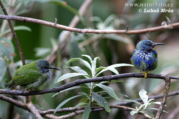 Cyanerpes lucidus