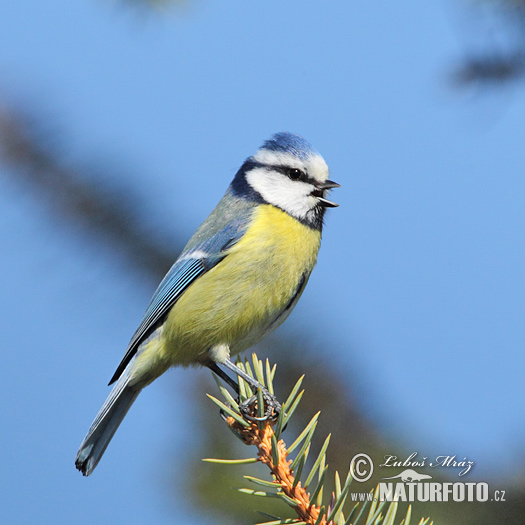 Cyanistes caeruleus