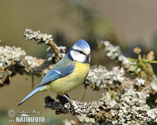 Cyanistes caeruleus