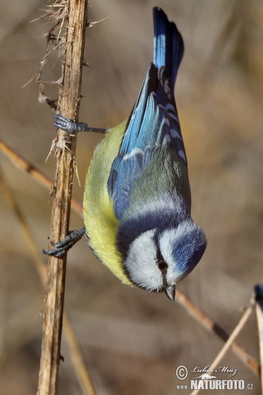 Cyanistes caeruleus