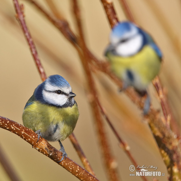 Cyanistes caeruleus