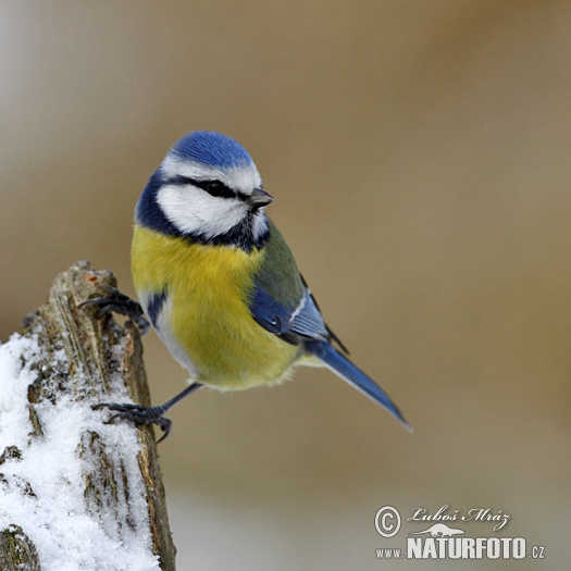 Cyanistes caeruleus