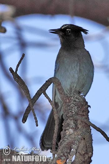 Cyanocitta stelleri