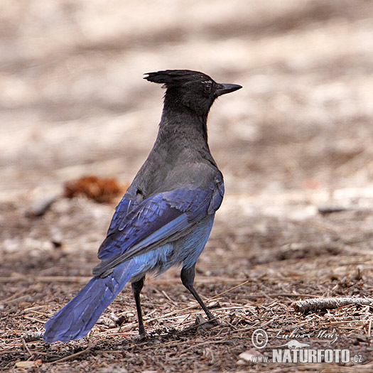 Cyanocitta stelleri