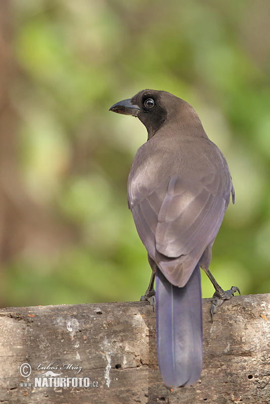 Cyanocorax cyanomelas