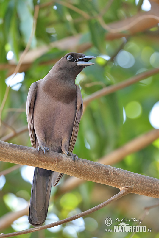 Cyanocorax cyanomelas