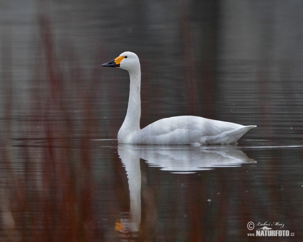 Cygne siffleur