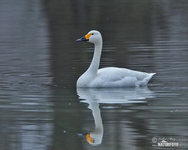 Cygne siffleur