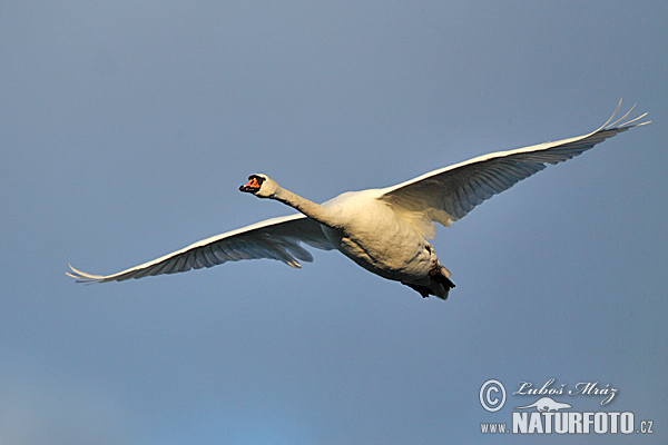 Cygne tuberculé