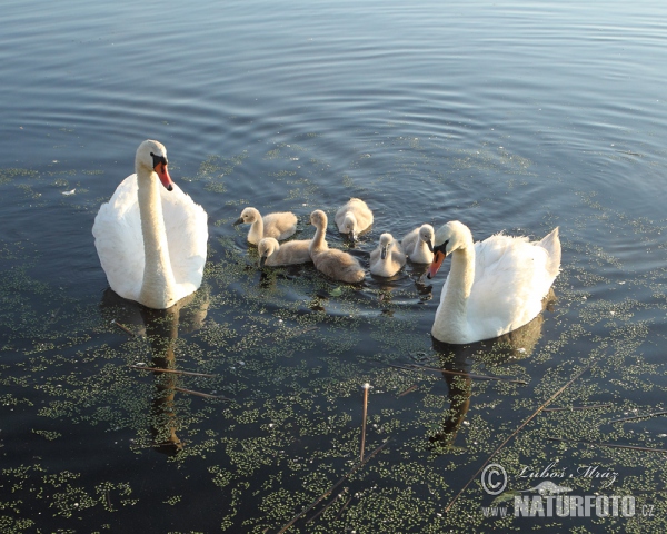 Cygne tuberculé