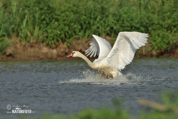 Cygne tuberculé