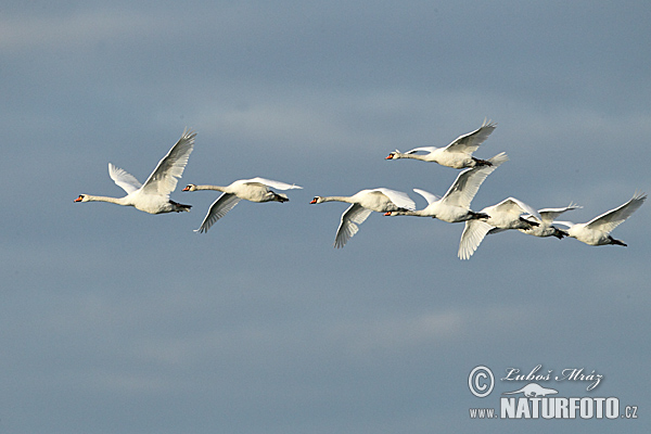 Cygne tuberculé