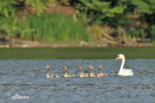 Cygne tuberculé