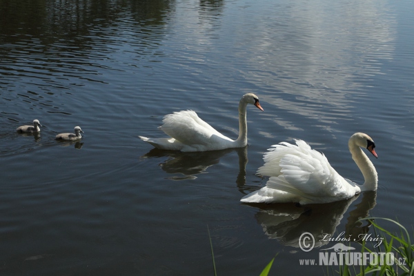 Cygne tuberculé