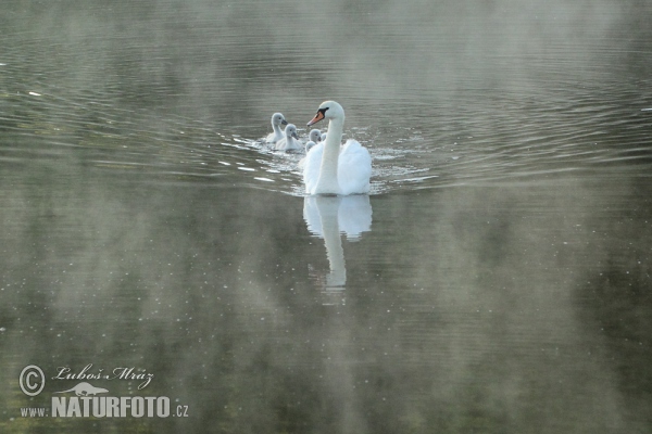 Cygne tuberculé