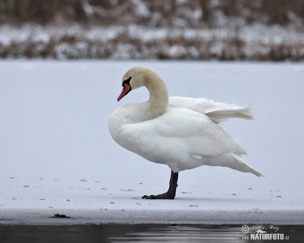 Cygne tuberculé