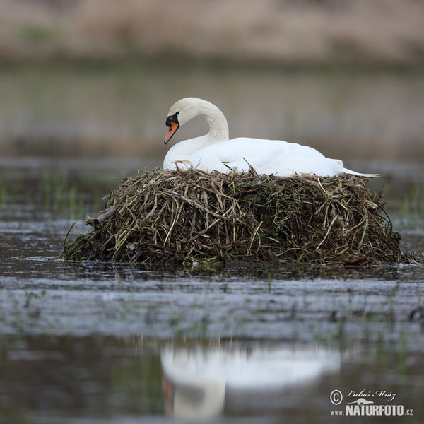 Cygne tuberculé