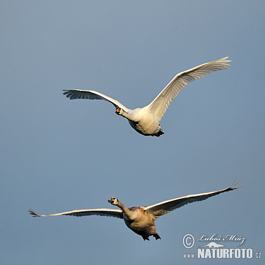 Cygne tuberculé