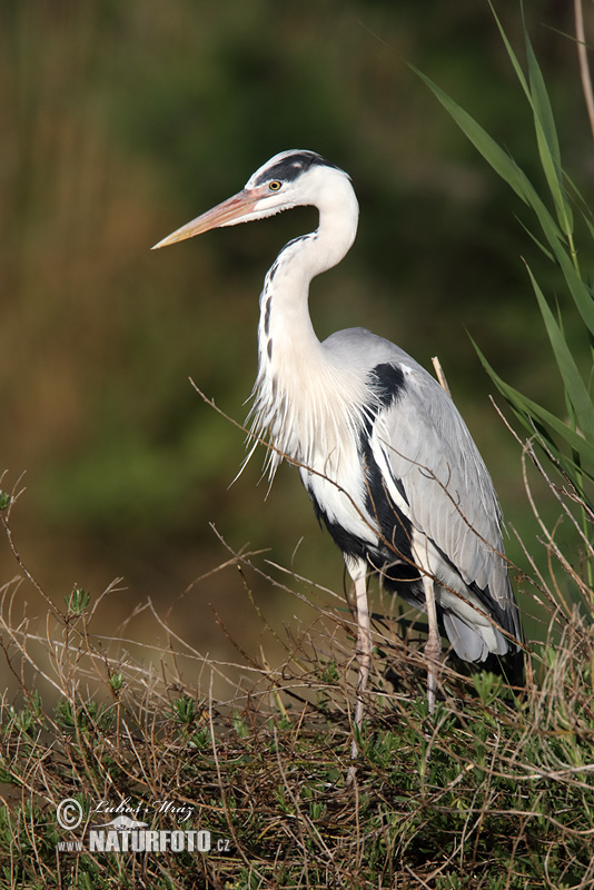 Czapla siwa