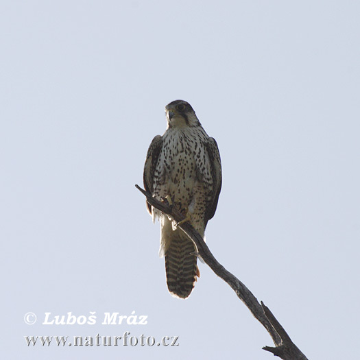 Cắt Lanner