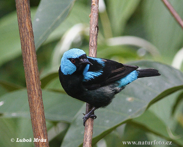 Dacnis à cuisses rouges