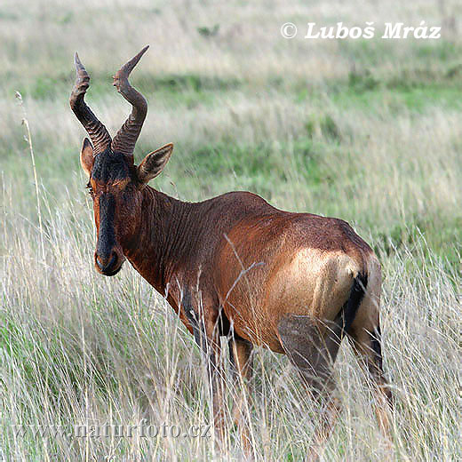 Damaliscus lunatus