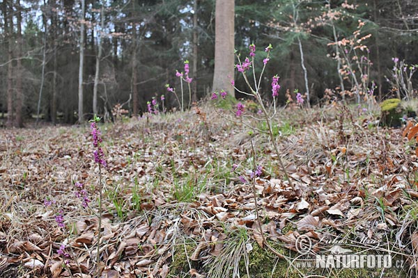 Daphne mezereum