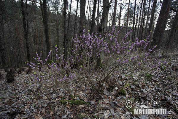 Daphne mezereum