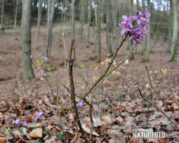 Daphne mezereum