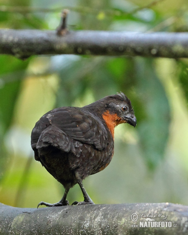 Dark-backed Wood-Quail (Odontophorus melanonotus)