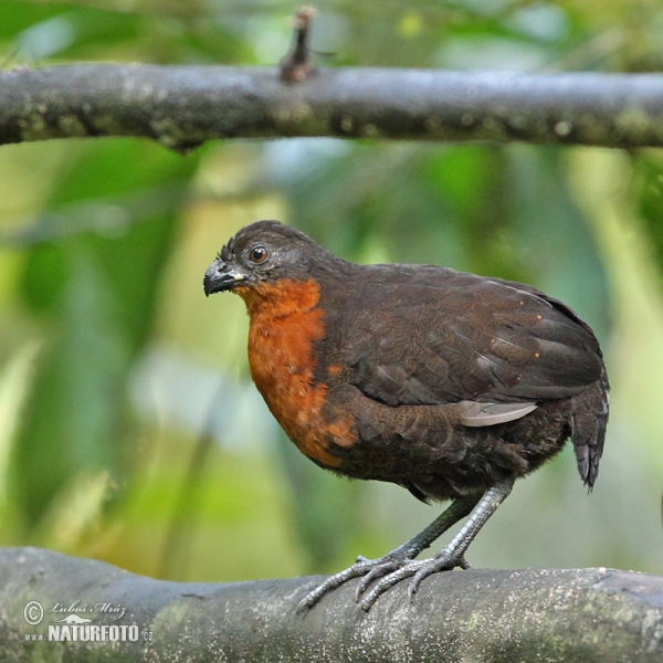 Dark-backed Wood-Quail (Odontophorus melanonotus)