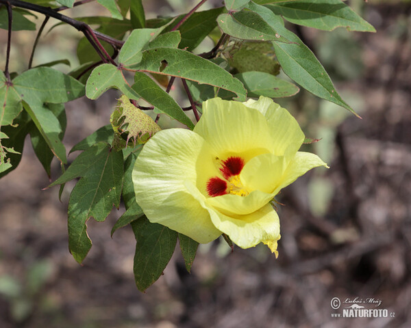 Darwn ś cotton (Gossypium darwinii)