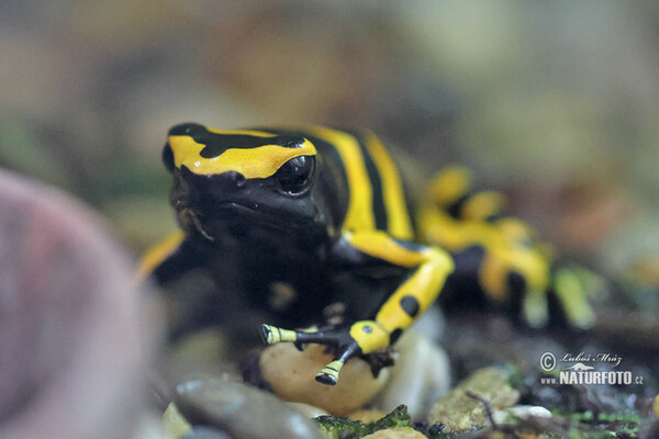 Dendrobates leucomelas