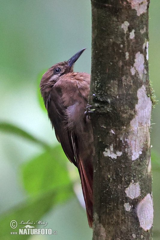 Dendrocincla tyrannina